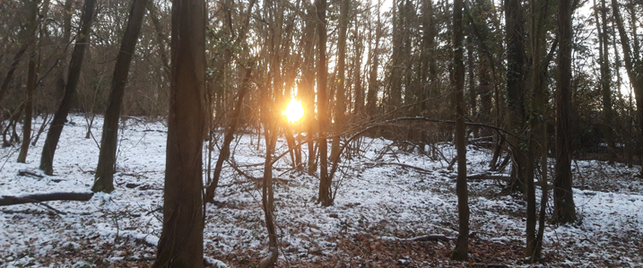 Timber Hewing and Ecology Course in Dragon Wood